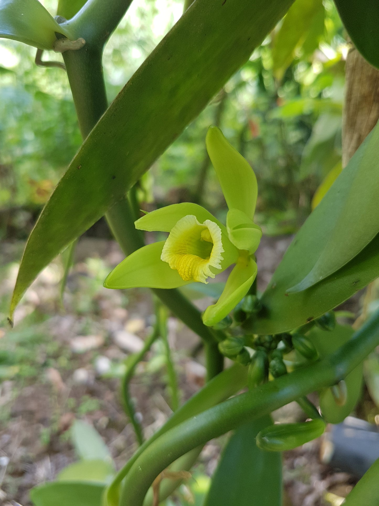 How to Pollinate a Vanilla Flower - Tip of the Day