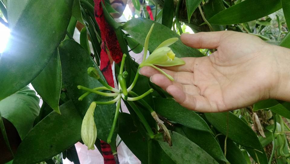 How to Loop for a Healthy Vanilla Vine - Tip of the Day