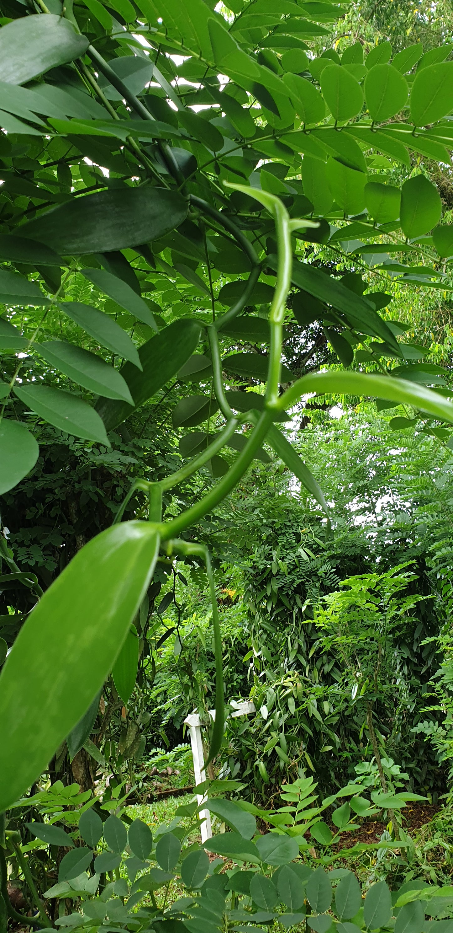 How to Loop for a Healthy Vanilla Vine - Tip of the Day