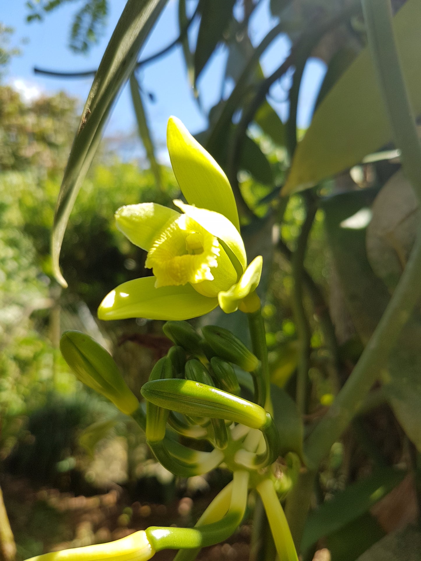 How to Pollinate a Vanilla Flower - Tip of the Day