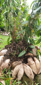 Vanilla vines growing in the Pacific using Coconut husks and organic compost material
