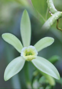 How to Pollinate a Vanilla Flower - Tip of the Day